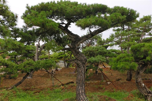 如何判斷造型松樹的健康狀況？